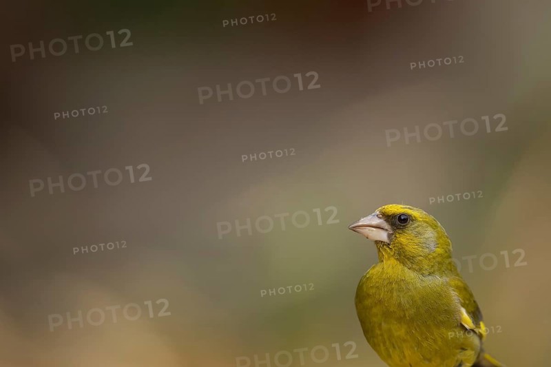 European greenfinch (Chloris chloris) adult male garden bird head portrait, England, United Kingdom