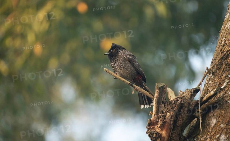 A Red-vented Bulbul (Pycnonotus cafer), Sreepeur, Gazipur