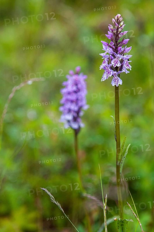 Dactylorhiza fuchsii, Finland, fox orchid, fox fingerroot, fox knuckle herb, fox fingerroot, fox orchid, orchids, orchid plants, forest orchid, common orchid, flora, high size, portrait format, plants, plants