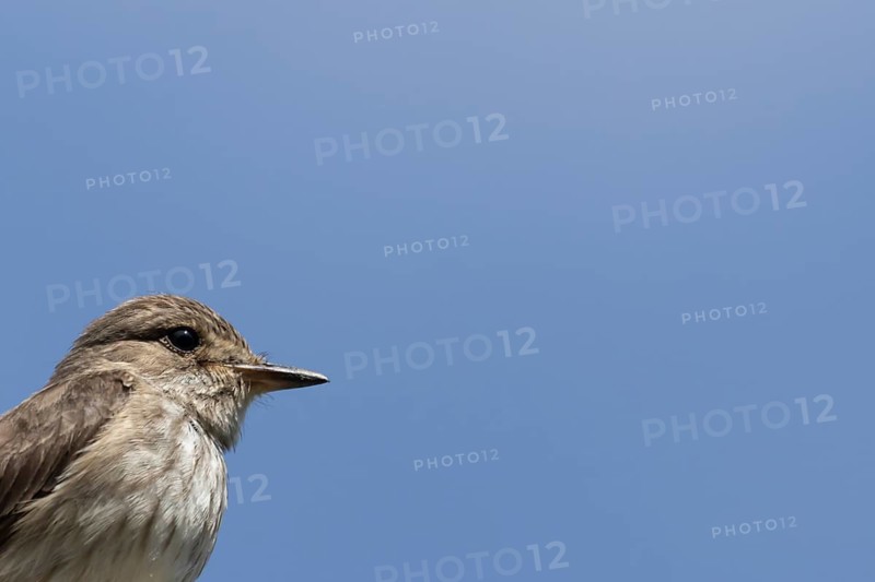 Spotted flycatcher (Muscicapa striata) adult bird head portrait, England, United Kingdom