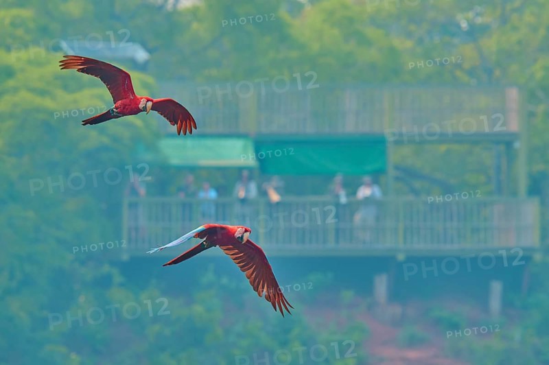 Two parrots fly near a viewing platform with people in the background, set against a backdrop of green trees: the green-winged macaw, or dark-red macaw (Ara chloroptera), Buraco Das Araras, Bonito, Pantanal, Brazil