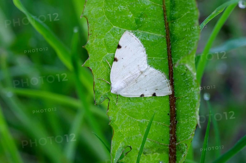 Two-spotted white butterfly (Lomographa bimaculata), close-up, moth, Hidden under a Large Emerald leaf, the butterfly rests during the day