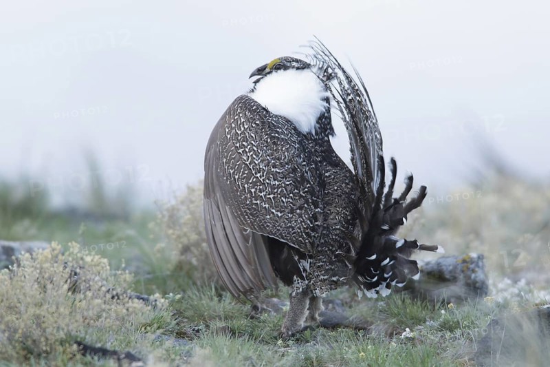 Sage Grouse (Centrocercus urophasianus) male mating, Idaho, USA