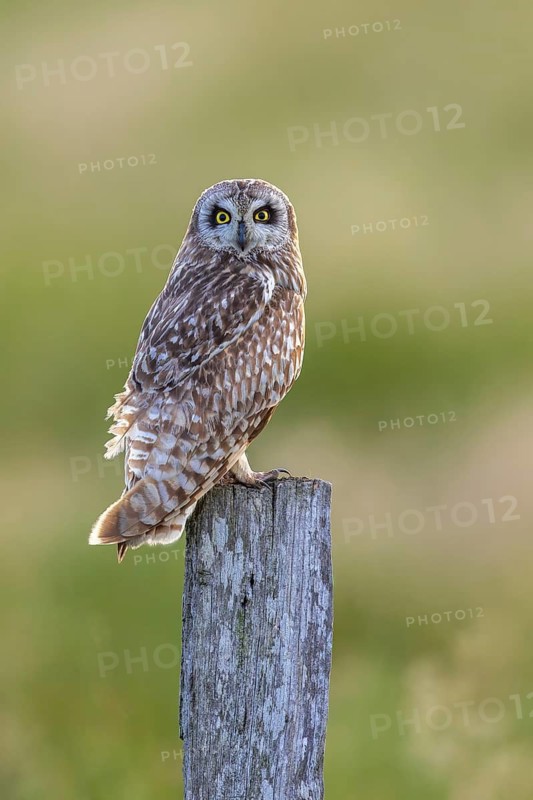 Short-eared owl (Asio flammeus) adult perched on old wooden fence post along field in late spring, early summer