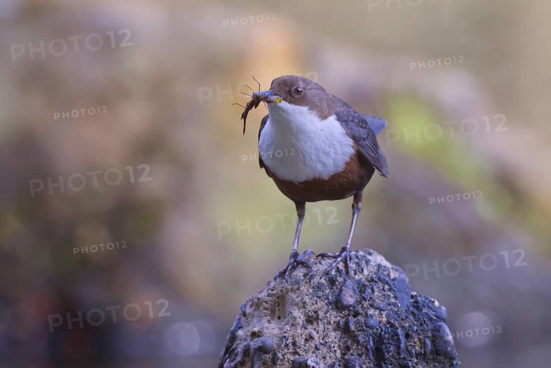 White-throated Dipper (Cinclus cinclus) with food in its beak, North Rhine-Westphalia, Germany