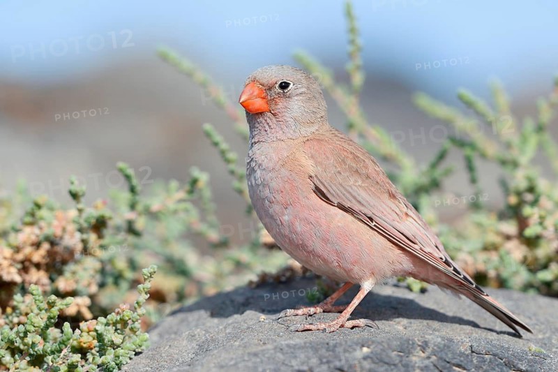 Desert Bunting (Bucanetes githagineus), male perched on a rock, Fuerteventura, Canary Islands, Spain