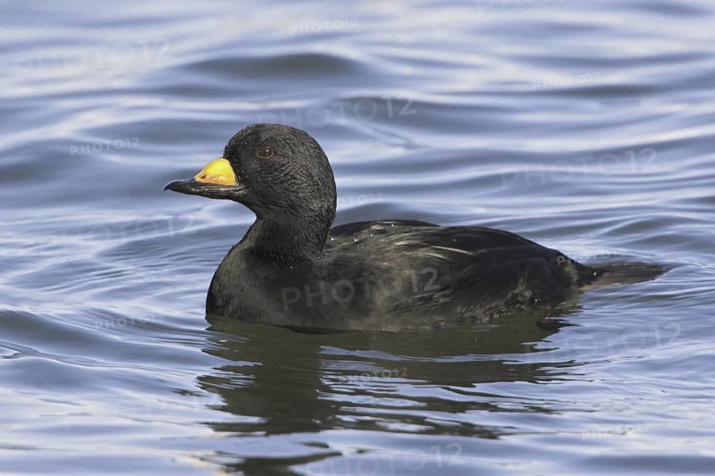 Black Scoter (Melanitta americana), British Columbia, Canada