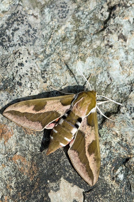 Hyles euphorbiae, milkweed swarmer, butterfly, high size, portrait format, insects, moths, moths, moths, butterfly, swarmer, spurge hawk-moth