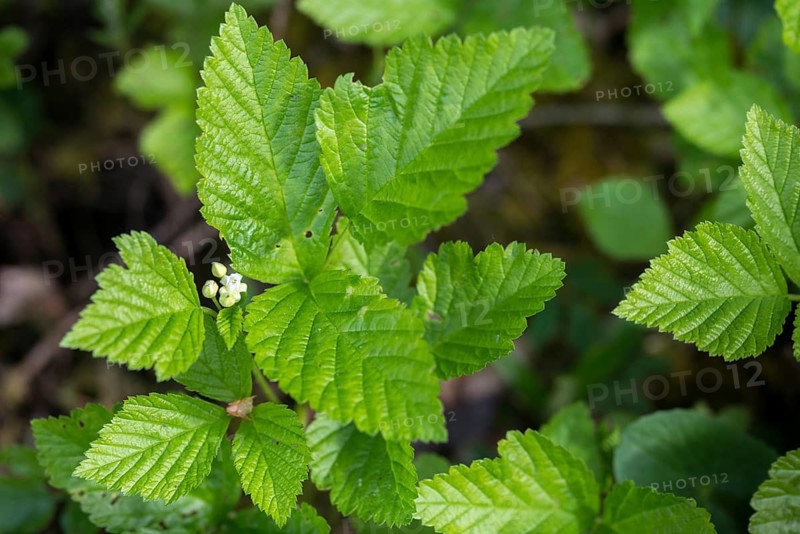 Rosaceae, rose family, rubus saxatilis, stone blackberry, flora, plants, plants, stone bramble