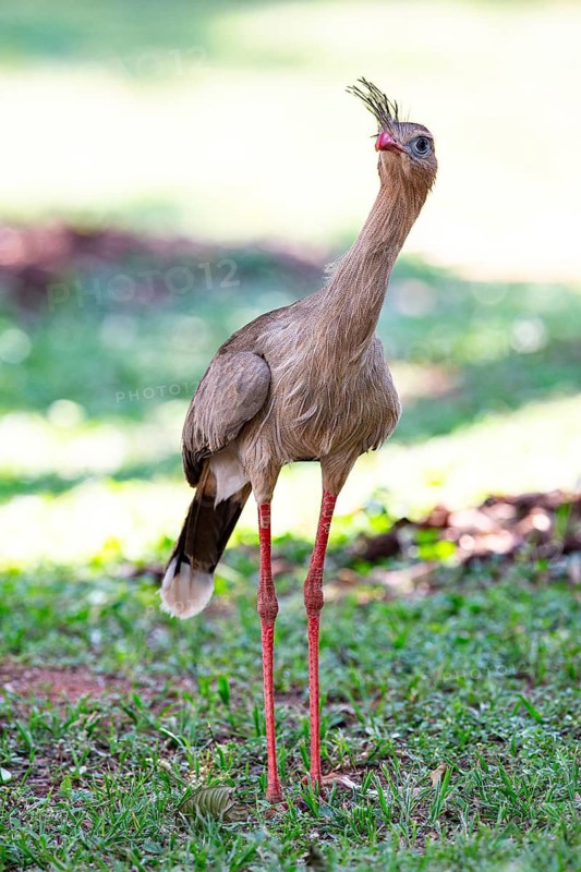 Red-footed seriema (Cariama cristata) Pantanal Brazil