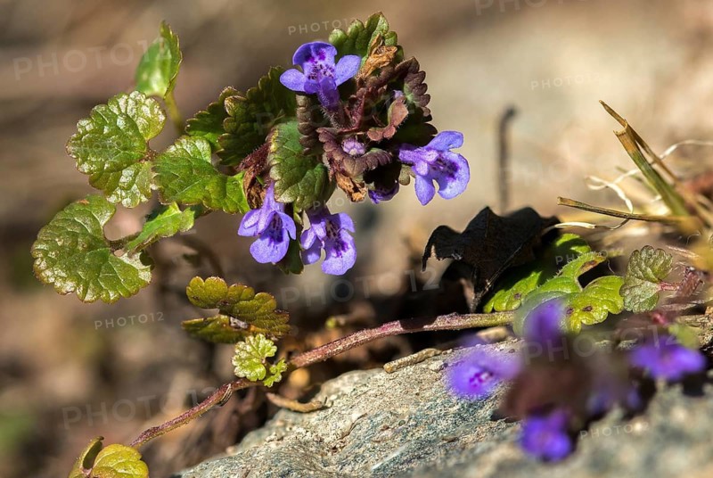 Real gundelvine, common gundermann, glechoma hederacea, gundelvine, gundermann, lamiaceae, mint leaf, alehoof, catsfoot, creeping charlie, field balm, flora, gill-over-the-ground, ground-ivy, plants, run-away-robin, tunhoof