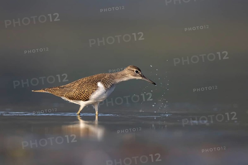 Common Sandpiper (Actitis hypoleucos), North Rhine-Westphalia, Germany