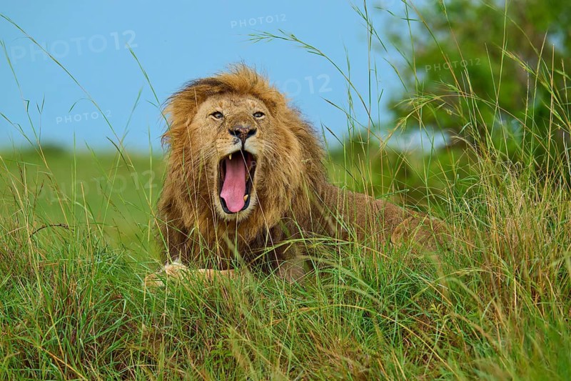 A lion yawning in the grass during a safari, showing its teeth with its mouth wide open, lion (Panthera leo), Masai Mara National Reserve, Narok County, Kenya