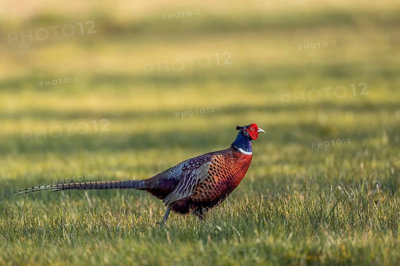 A male pheasant (Phasianus colchicus) in March at the start of the courtship season, courtship, mating season, colourful, spring, March, Germany