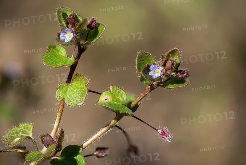 Ivy honorary prize, ivy leaf honorary prize, plantaginaceae, Veronica hederifolia, plantain plants, flora, ivy-leaved speedwell, plants, plants