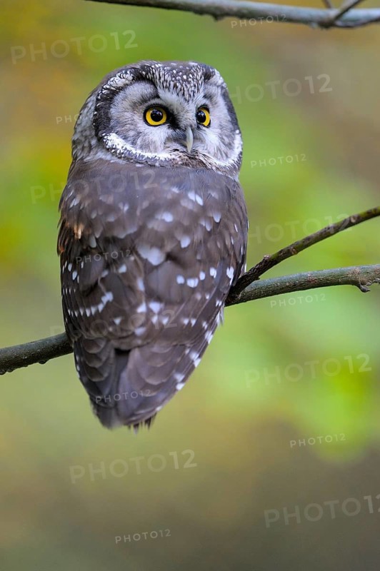 Rauhfusskauz (Aegolius funereus), Boreal owl, adultes Tier, Oktober, captive, Nationalpark Bayerischer Wald, Bayern, Deutschland