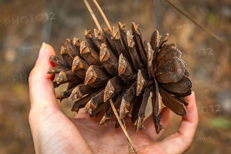 Hand gently holding a large pine cone, showcasing its textured scales and rustic brown color, symbolizing connection to nature, environmental awareness, and the beauty of forest ecosystems