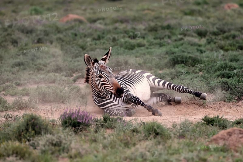 Cape Mountain Zebra (Equus zebra), adult, sand bath, Mountain Zebra National Park, Eastern Cape, South Africa