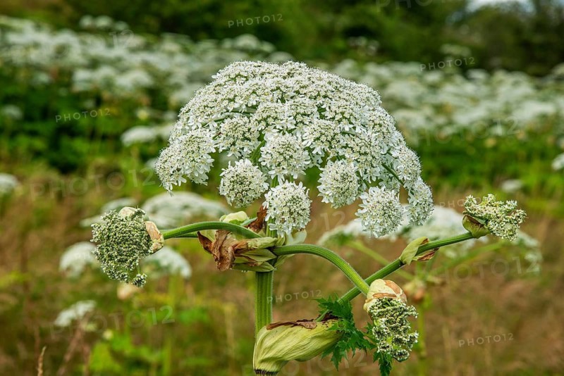 Giant hogweed (Heracleum mantegazzianum), a severely invasive plant, Ystad municipality, Skåne county, Sweden, Scandinavia