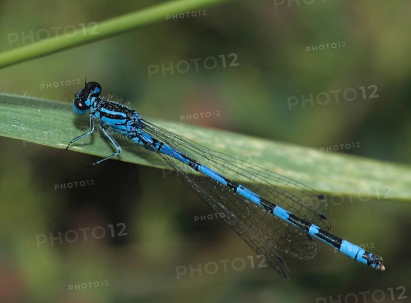 Azure damselfly, coenagrion puella, common coenagrion, horseshoe azuremaid, damselflies, dragonflies, insects, leo, dragonflies, male, odonata, zygoptera