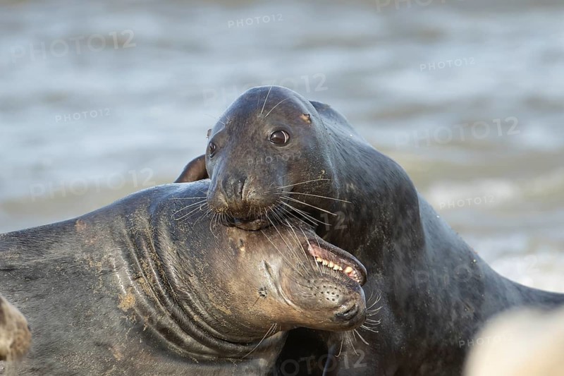 Atlantic grey seal (Halichoerus grypus) two adult animals in love courting in the breaking waves of the sea on a seaside beach, England, United Kingdom