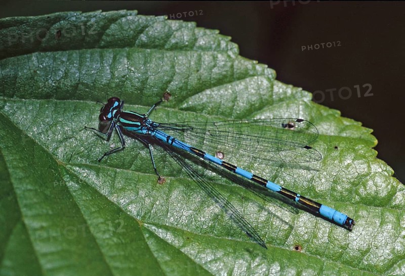 Coenagrion hastulatum, northern damselfly, spearhead flower, spear azurmaid, damselflies, dragonflies, insects, dragonflies, odonata, zygoptera