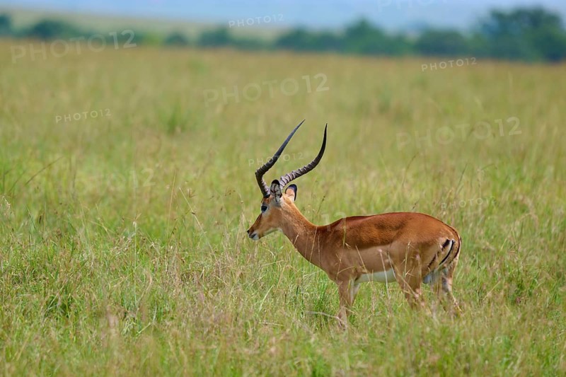 Black-heeled antelope (Aepyceros melampus), Masai Mara National Reserve, Narok County, Kenya