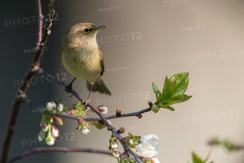 Chiffchaff, phylloscopus collybita, zilpzalp, birds, passeri, songbirds, birds