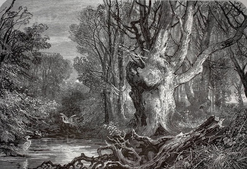 Distinctive trees, natural landmark, New Forest, near Lymington in Hampshire, England. A mighty, gnarled and ancient tree trunk dominates the right half of the picture, illustration, reproduction from a model from the 19th century. Authentic, file restored for optimal use, exact date of submission unknown, historical