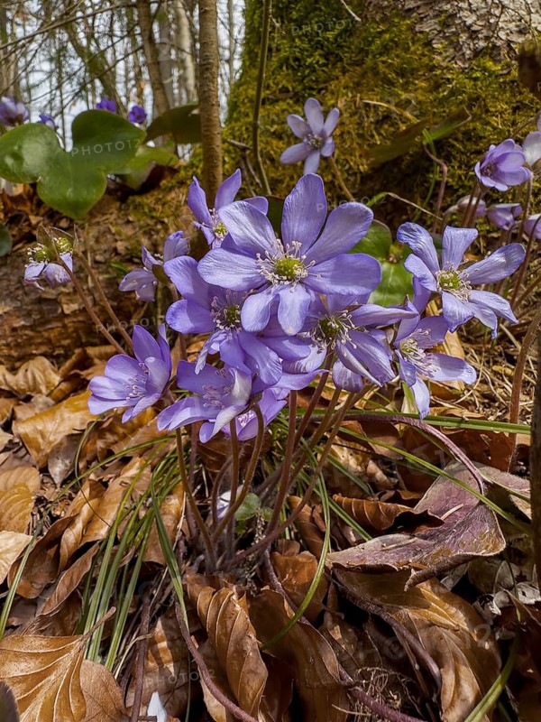 Three-lobed liverwort, common hepatica, noble liverwort (Hepatica nobilis)