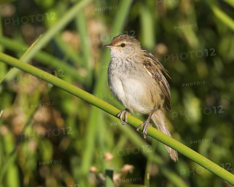 Little Grassbird (Megalurus gramineus), Victoria, Australia