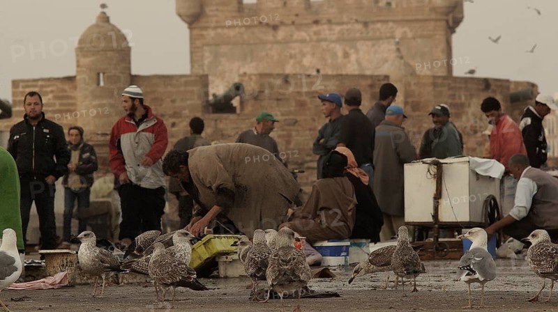 Busy fish market in front of historic fortress, Sqala du port, many brown seagulls (larinae) in the foreground waiting for fish leftovers, surrounded by people, Essaouira, Morocco