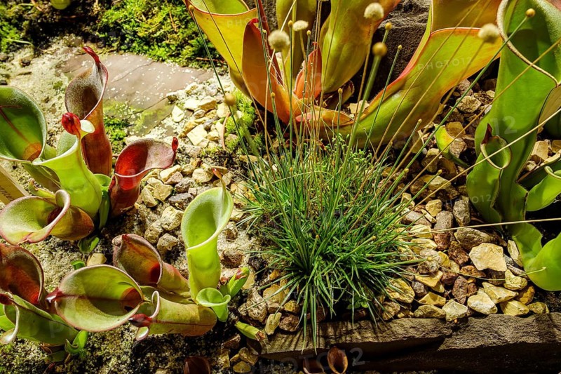 Carnivorous plants in a greenhouse, pitcher plants in a garden in Merano in South Tyrol, Italy