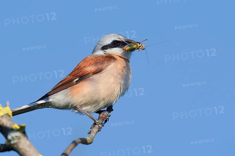 Red-backed Shrike (Lanius collurio), male with a grasshopper in its beak, North Rhine-Westphalia, Germany