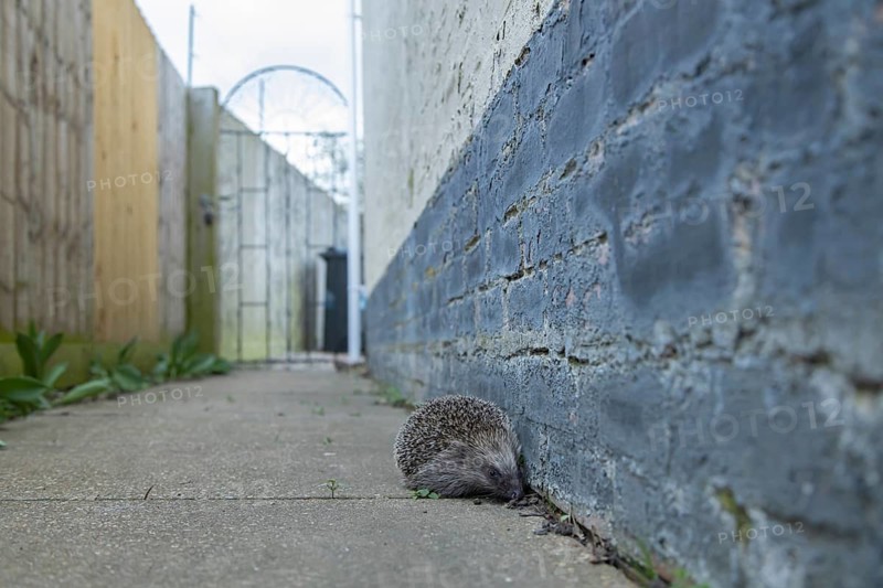 European hedgehog (Erinaceus europaeus) adult animal on a garden path, England, United Kingdom
