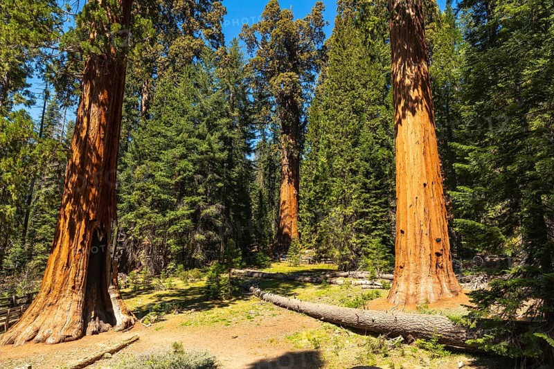 Giant sequoia trees reaching high into the bright blue sky, creating a breathtaking vista in the ancient forest with fallen logs on the sunlit ground of sequoia national park