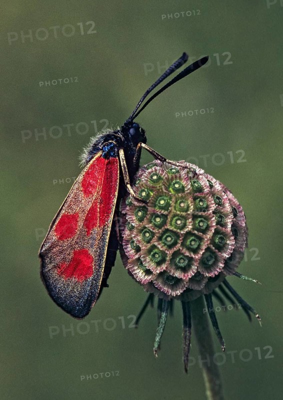 Hatchet red ram, dragonfly, zygaena loti, butterfly, high size, portrait format, insects, leo, butterfly, butterfly, butterfly