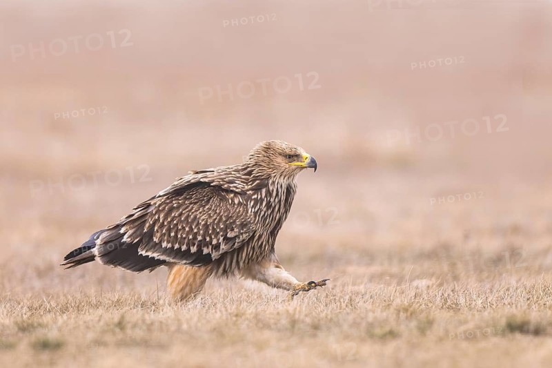 Eastern Imperial Eagle (Aquila heliaca) juvenile, Hungary
