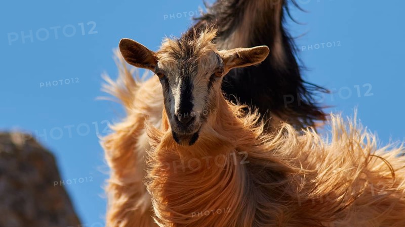 Close-up of goat with long fur against blue sky, Rodopou Peninsula, Rodopou, West Crete, Greek Islands, Greece