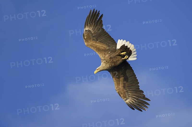 White-tailed Eagle (Haliaeetus albicilla) flying, Nord-Trondelag, Norway