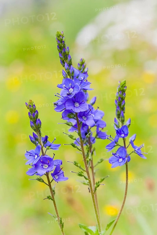 Flowers, plants, Broadleaf speedwell, bloom, blossoms, (Veronica austriaca)