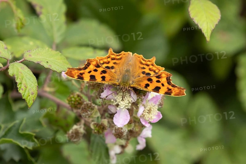 Comma butterfly (Polygonia c-album) adult insect feeding on bramble flowers in summer, Suffolk, England, United Kingdom