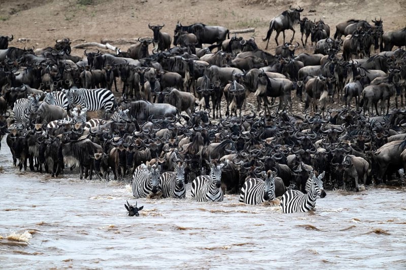 The Great Migration: huge herds of wildebeest (Connochaetes taurinus) and plains zebras cross the Mara River and swim to the other side, Serengeti, Tanzania