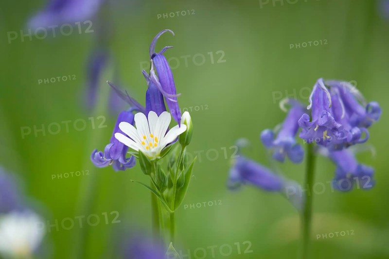 Greater stitchwort (Stellaria holostea) and English bluebell (Hyacinthoides non-scripta) flowers in a spring woodland, Suffolk, England, United Kingdom