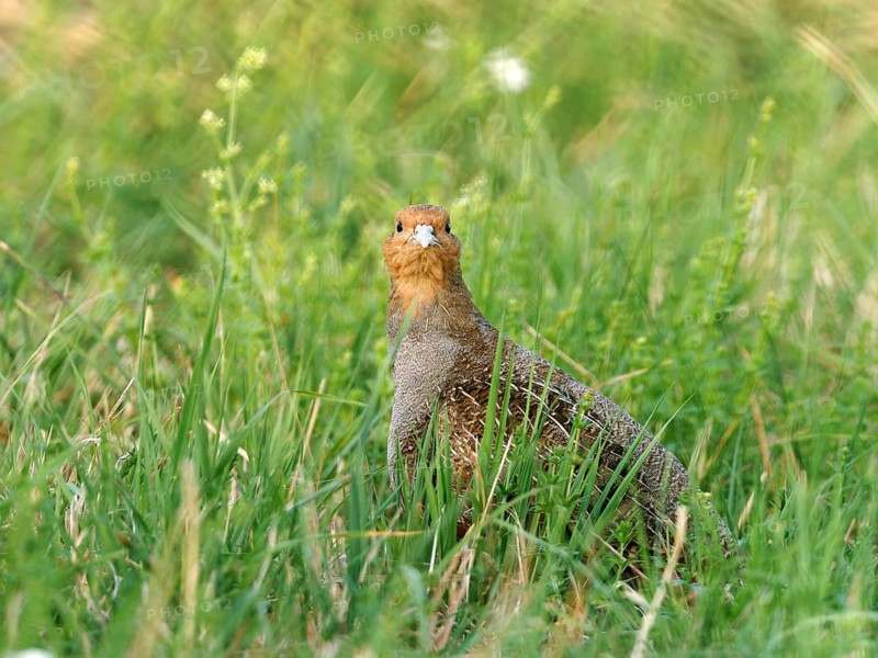 A partridge (Perdix perdix) looking alertly across a meadow, Solms, Hesse, Germany