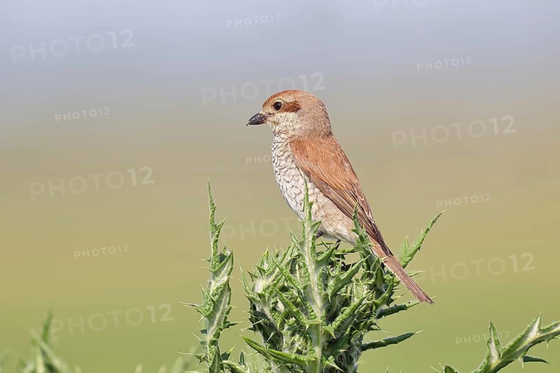 Red-backed shrike (Lanius collurio), female perched on a thistle, looking for prey, wildlife, migratory bird, animals, birds, Wilnsdorf, North Rhine-Westphalia, Germany