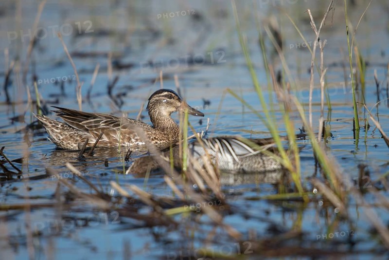Anas Querquedula, Garganey, Granelli, Italy, crisp duck, Pantano Cuba lagoon, Pantani Cuba and Longarini, spatula querquedula, migratory bird sanctuary, Pantani Cuba & Longarini migratory bird sanctuary, Anatidae, birds, ducks, ducks, duck birds, female, Italy, Sicily, Foundation for biodiversity, birds, waterbirds, waterbirds, female