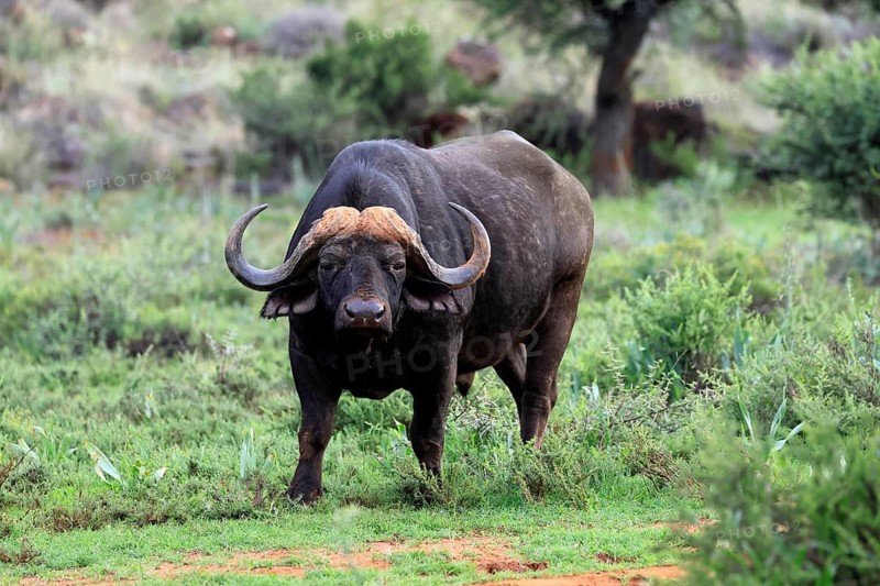 Cape buffalo (Syncerus caffer), adult, foraging, Mokala National Park, Northern Cape, South Africa