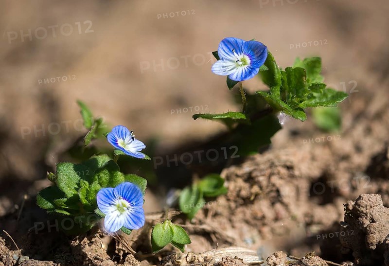 Brownroot plants, Persian speedwell, Persian honorary prize, Scrophulariaceae, Veronica persica, birdeye speedwell, common field speedwell, flora, large field speedwell, plants, plants