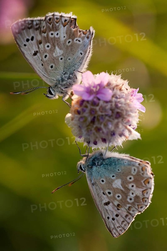 Lysandra coridon, polyommatus coridon, silverblue, silvergreen blue, butterfly, chalkhill blue, high size, portrait format, insects, butterfly, butterflies